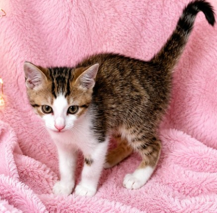 Adopter Briska