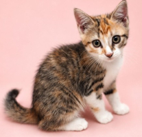 Adopter  chat : Bria