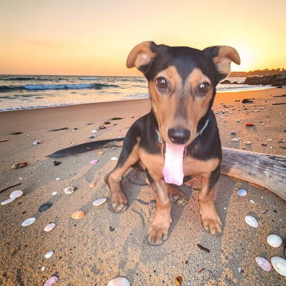 Adopter Gaston a ou fa!