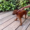 Garou a adopter!!