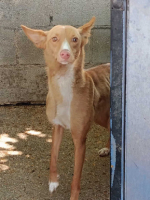 Adopter  chien : Montaga