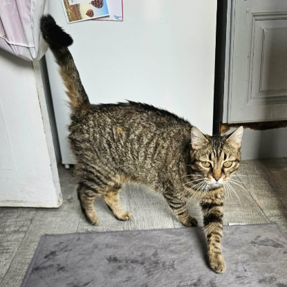 Adoption Aura