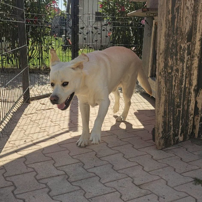 Adoption Dixy