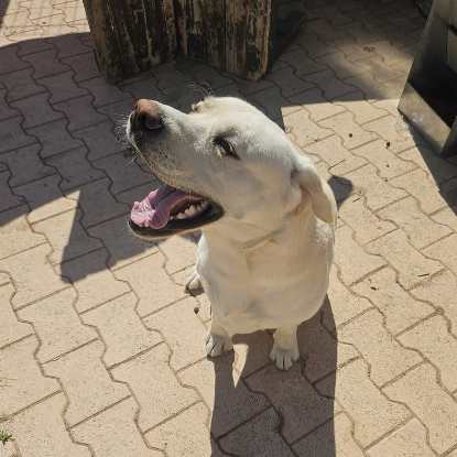 Adopter Dixy