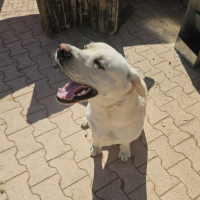 Adopter  chien : Dixy