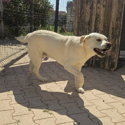 Adopter Dixy