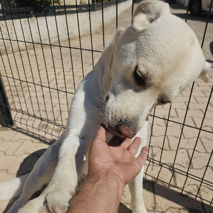 Adoption Dixy