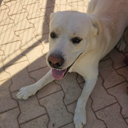 Adopter Dixy