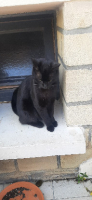 Adopter  chat : Loulou