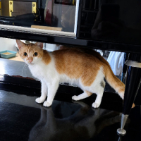 Adopter  chat : Alexa