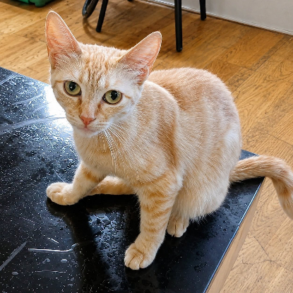 Adopter Athena