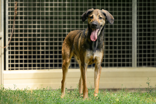 Adopter Darko