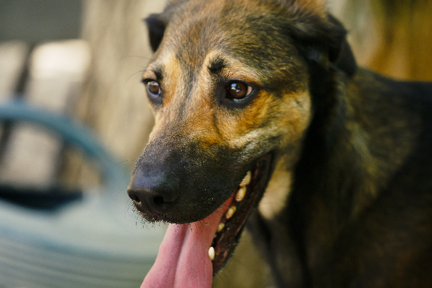 Adopter Darko
