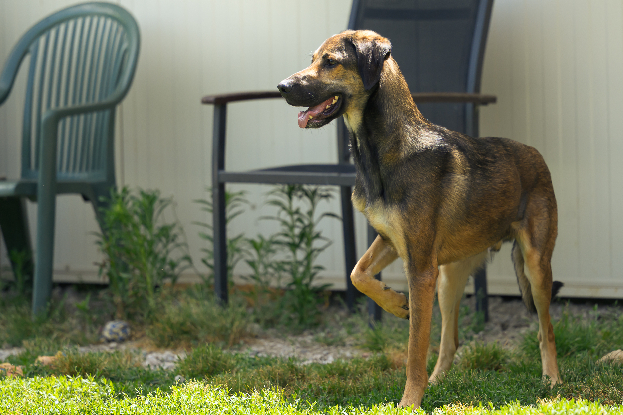 Adopter Darko