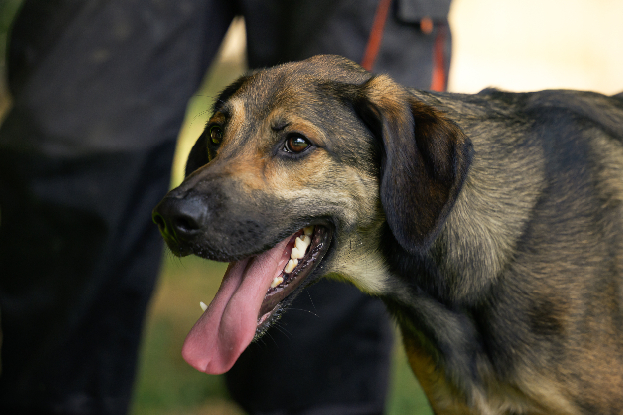 Adoption Darko