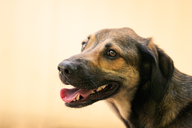 Adoption Darko