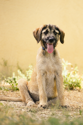 Adopter Bonnie