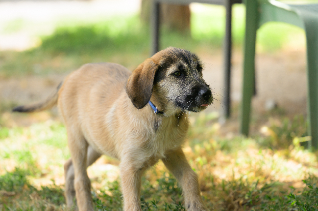Adopter Bonnie