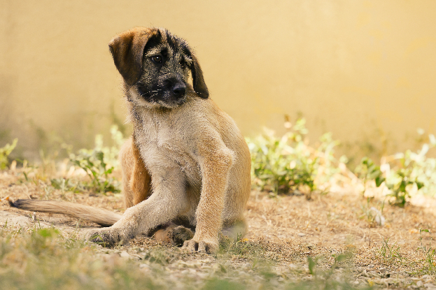 Adopter Bonnie