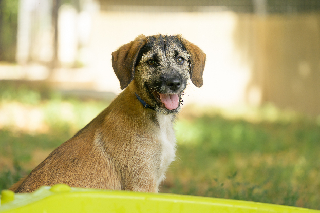 Adoption Bonnie