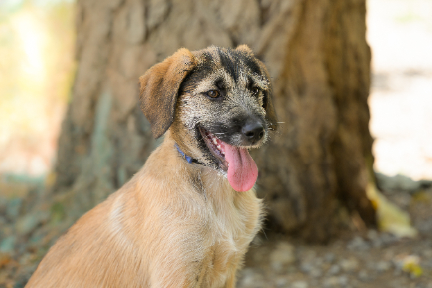 Adoption Bonnie