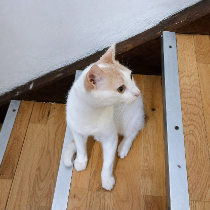 Adopter Atlas