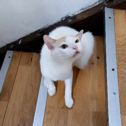 Adopter Atlas