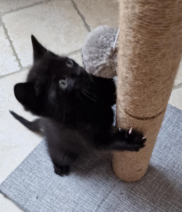 Adopter Baggi