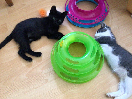 Adopter Baggi