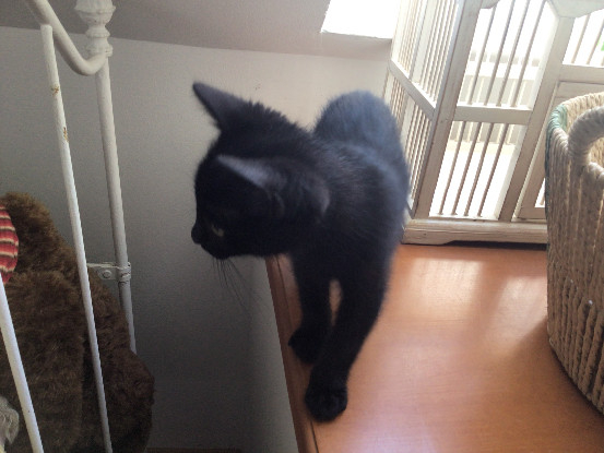 Adoption Baggi