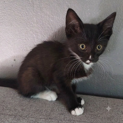 Adopter Bo
