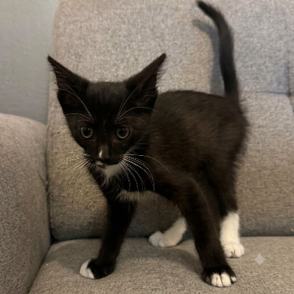 Adopter Bo