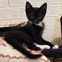 Adopter  chat : Bruni