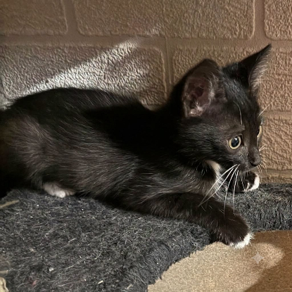 Adopter Bruni
