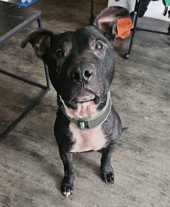 Adopter Paco