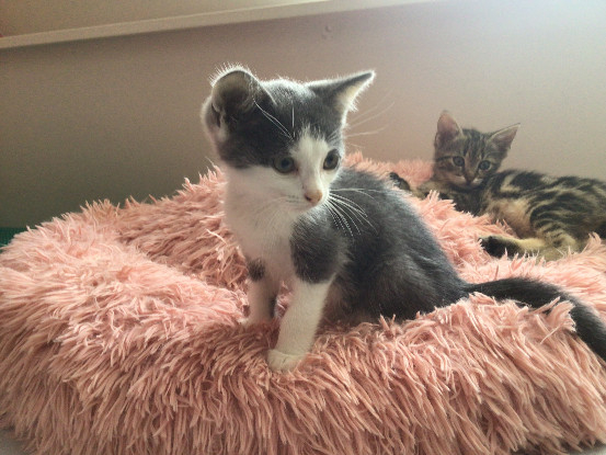 Adopter Buky