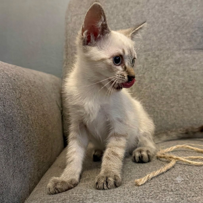 Adopter Buffy