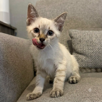 Adopter Buffy