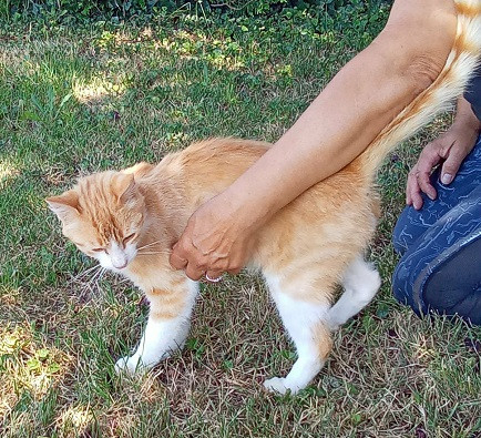 Adopter Caramel
