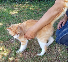 Adopter  chat : Caramel