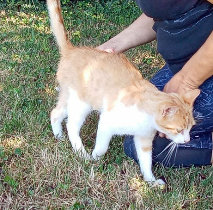 Adopter Caramel