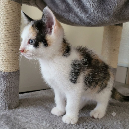 Adopter Capucine