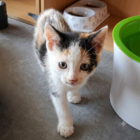 Adopter  chat : Capucine