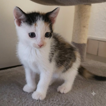 Adopter Capucine