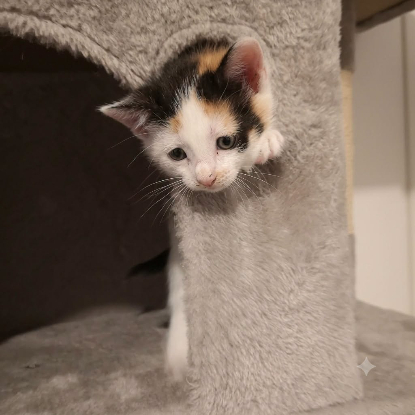 Adoption Capucine