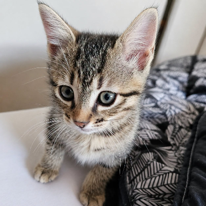 Adopter Fanta