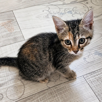 Adopter Fanta