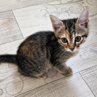 Adopter  chat : Fanta
