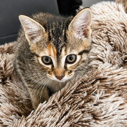 Adopter Fanta