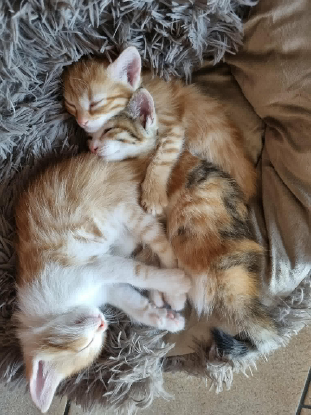 Adopter Elsa